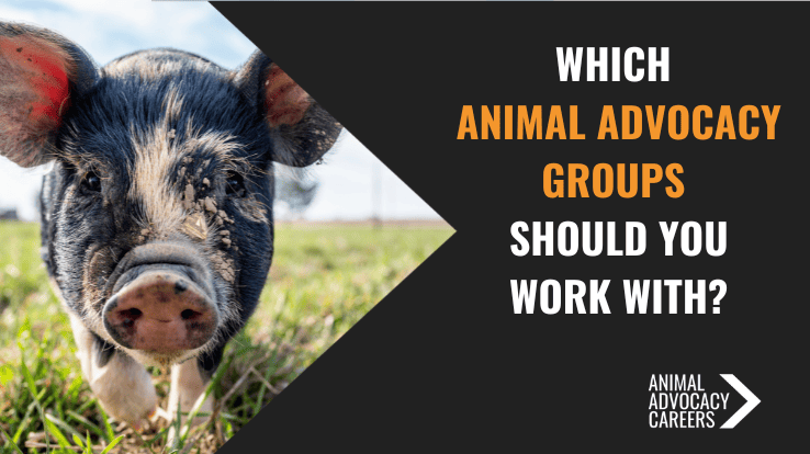 Text on the right: Which animal advocacy groups should you work with? Image on the left: people protesting with "no more factory farms" signs