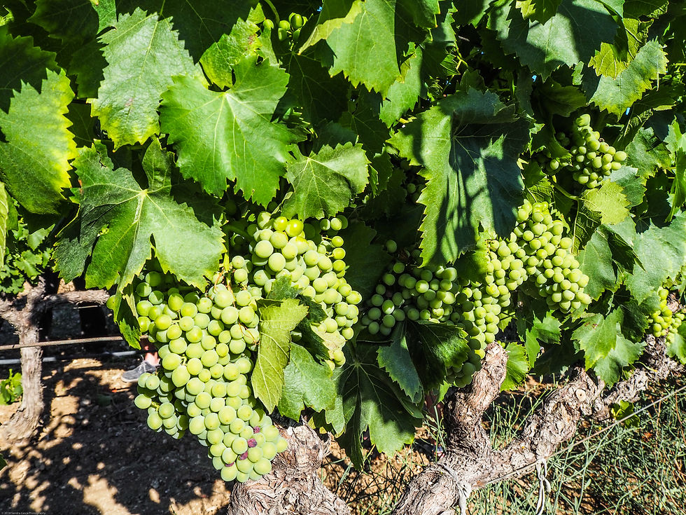 Vineyard grapes (1 of 1)