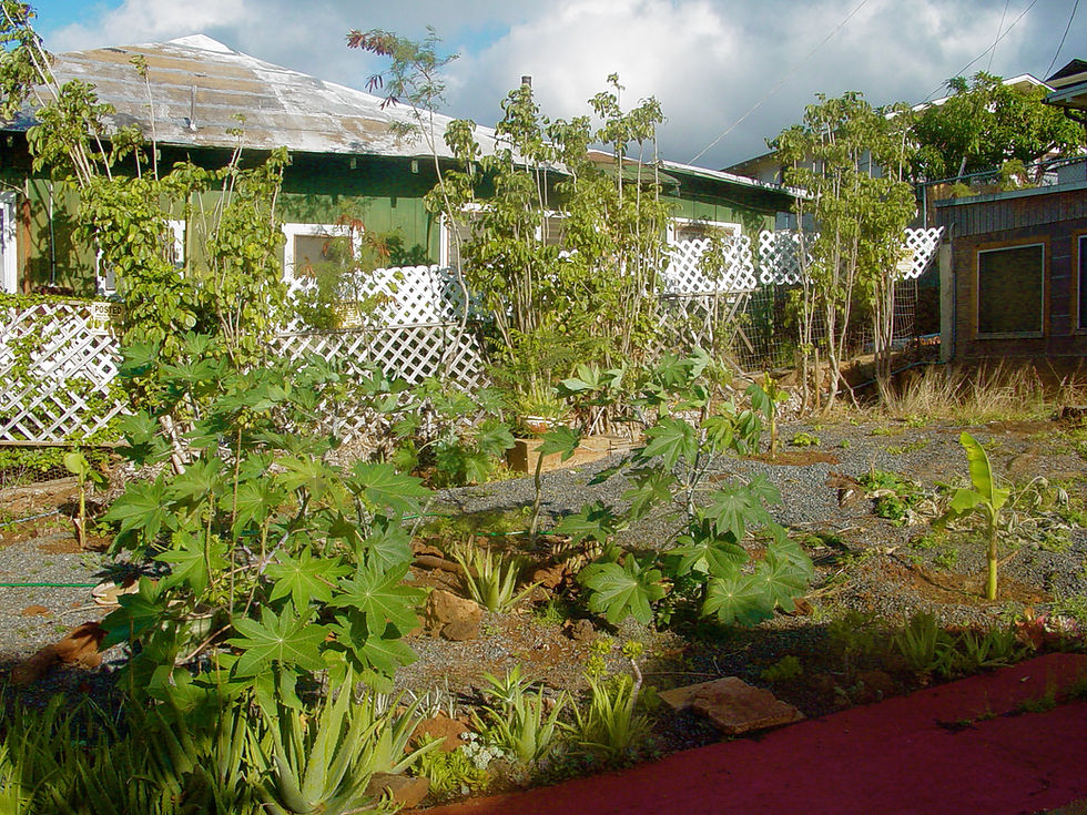 shed 2