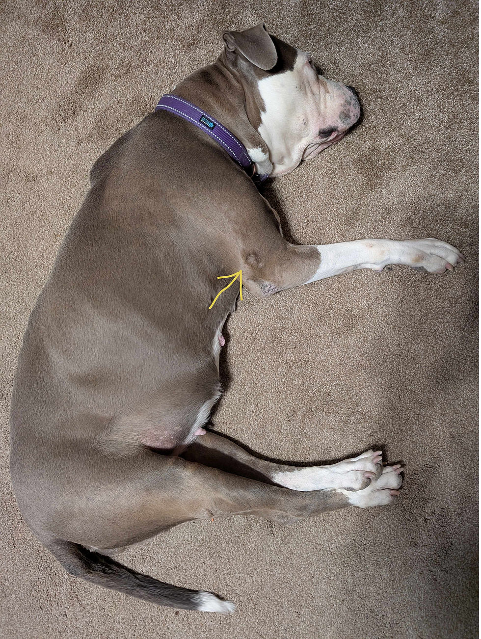 After Bubba's Bowl - continuous improvement and no medications for Penny's past dermatitis.  Actual photo taken March 9, while finishing this article.