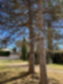 image cheche 2.jpg