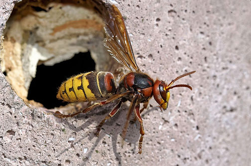 Destruction Nids Frelons asiatiques Coudoux