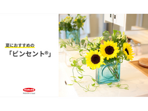 夏におすすめの「ビンセントⓇ」