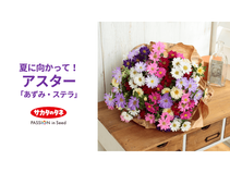 夏に向かって!アスター「あずみ」「ステラ」