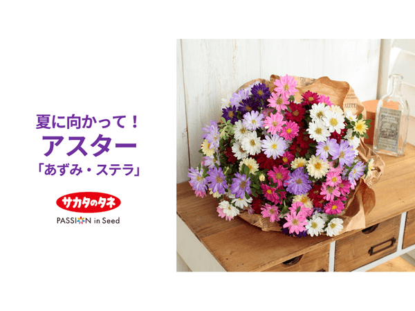 夏に向かって アスター あずみ ステラ 夏に向かって アスター あずみ ステラ