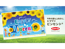 今年の夏も上向きに。ヒマワリ「ビンセント®」
