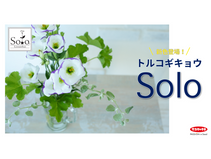 新色登場!トルコギキョウ「ソロ® PF」