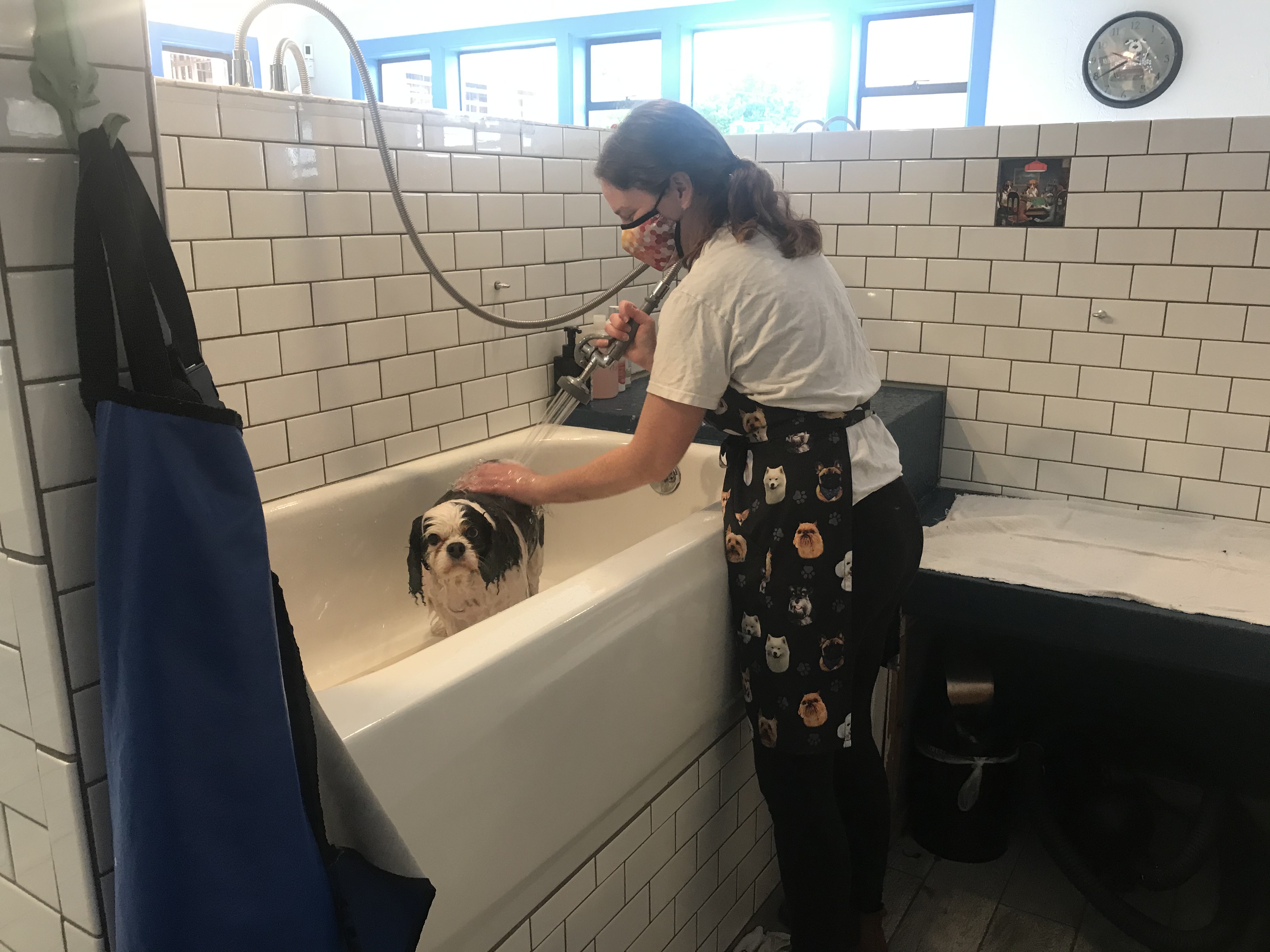 Self Service Dog Wash Seattle RubaDub Dog Wash