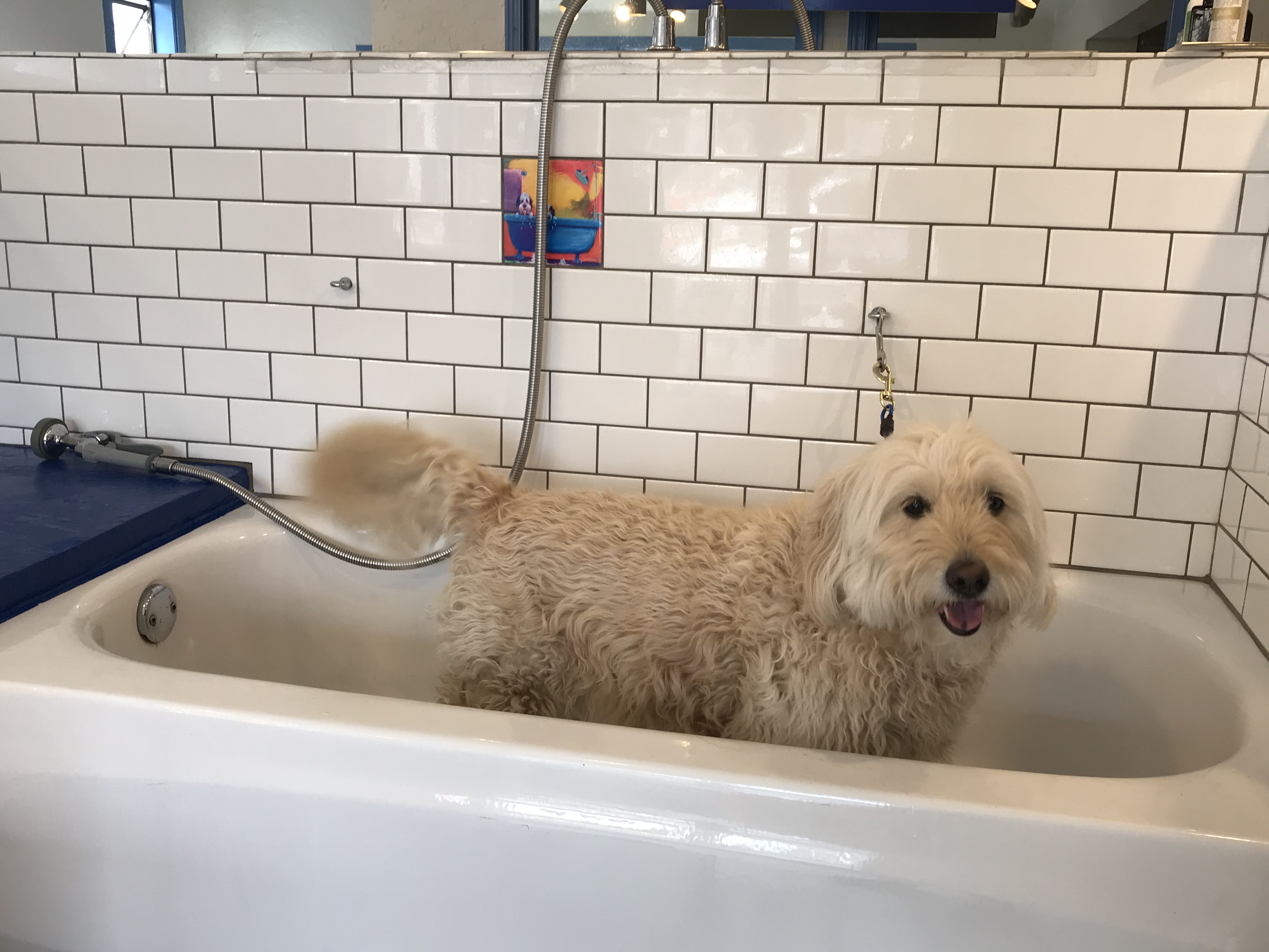 Self Service Dog Wash Seattle RubaDub Dog Wash