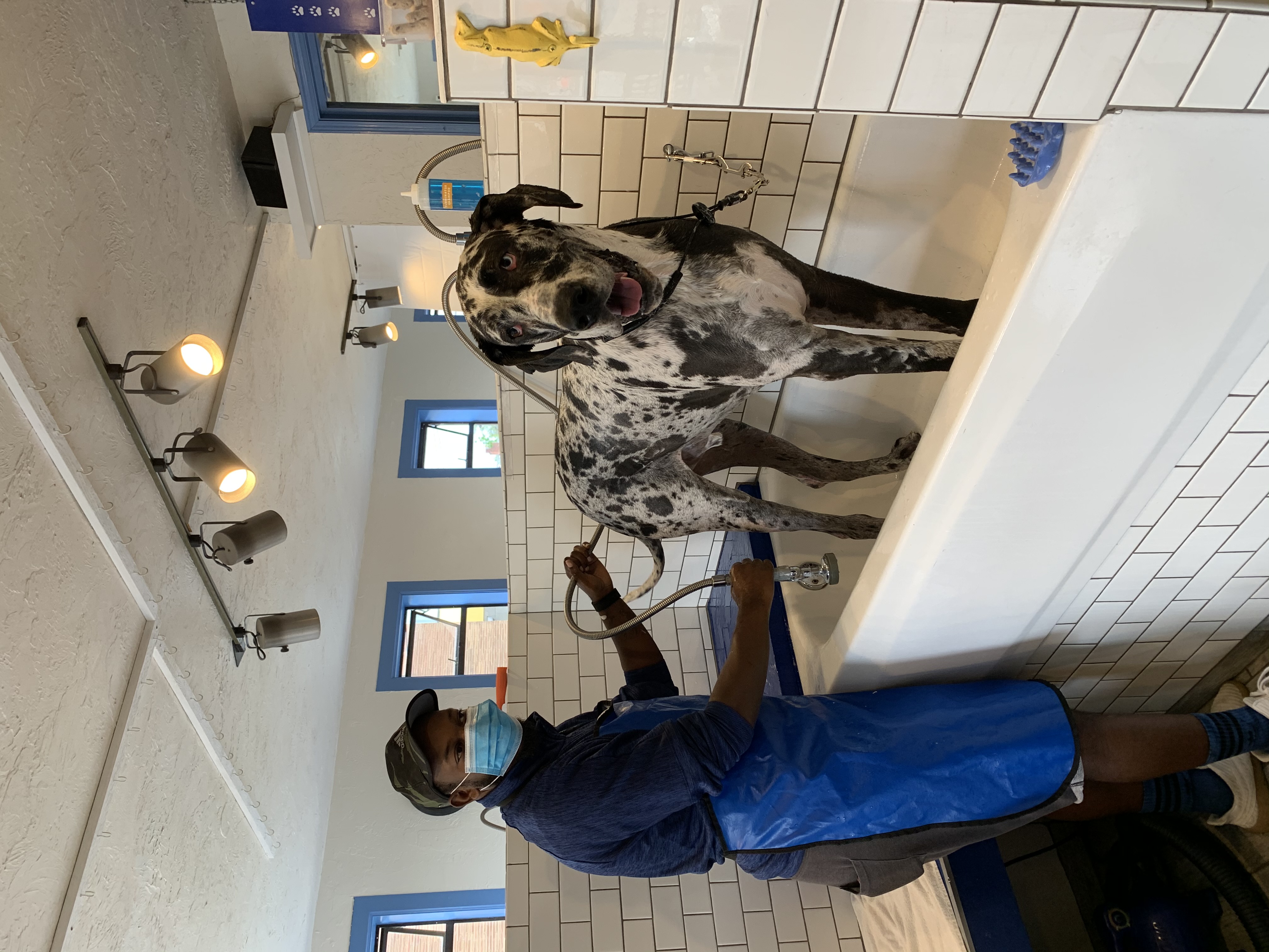 Self Service Dog Wash Seattle RubaDub Dog Wash