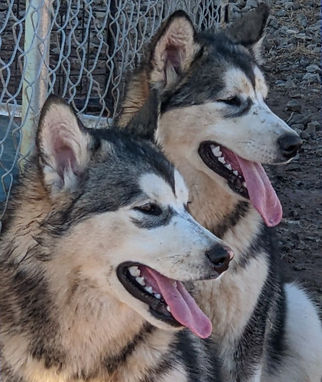 Two adult female sable and white Alaskan Malamutes