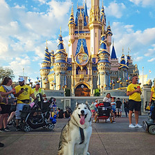 An Alaskan Malamute service dog smiles in front of Cinderella's Castle at the Magic Kingdom in Walt Disney World's