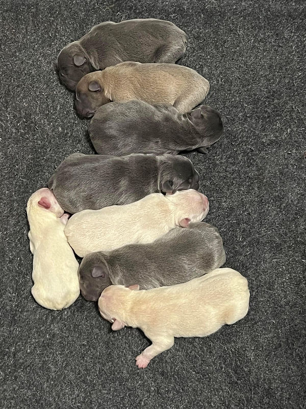 JEWELS_LITTER32523.jpg
