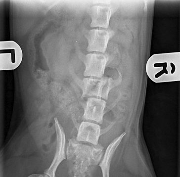 vet dog spinal fracture surgery Ireland