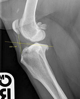cruciate ligament surgery dog TPLO TTA