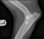 surgery for dislocated elbow in a dog
