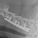 spinal neck surgery dogs