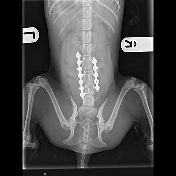 Vet Spinal surgery to align and support a spinal crush fracture