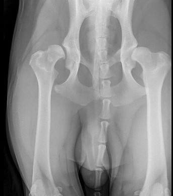 hip dysplasia in a dog