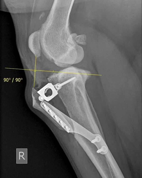 Vet Orthopaedic Referrals Ireland Fractures Spine Cruciate Tplo Hip Vet Orthopaedic Referrals Ireland Fractures Spine Cruciate Tplo Hip