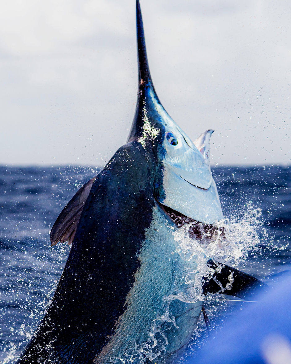 Giant Black Marlin caught off cairns_edited.jpg