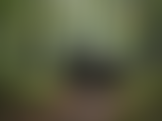 Enhancing Pet Searches: Rental of Humane Animal Traps and Trail Cameras Available Now