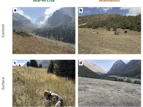 University of Arizona Researcher Explores the Link between Cattle Grazing and Flooding