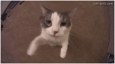 In Love Cat GIF.gif