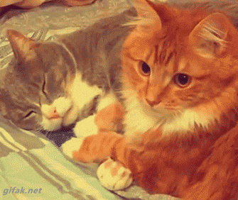 Cats Hugging GIF.gif
