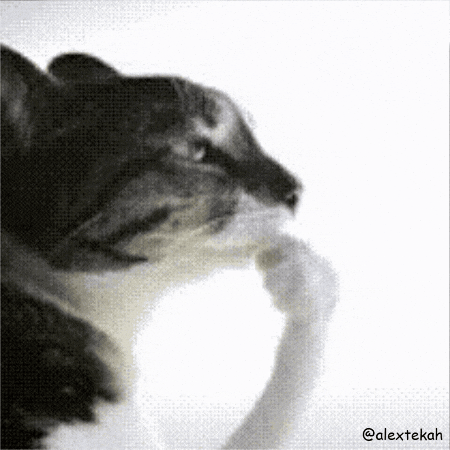 Thinking Cat GIF.gif
