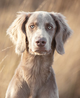Weimaraner Langhaar To en Yethe-28.jpg