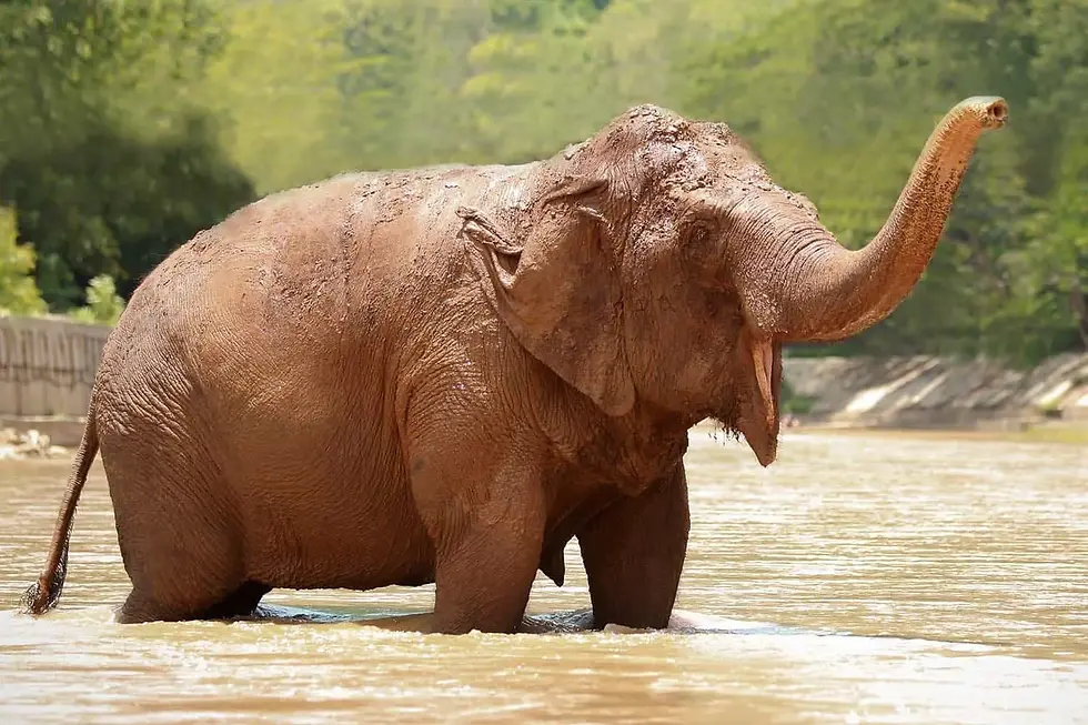 Sri Nuan, a senior rescue elephant, at Elephant Nature Park in Thailand