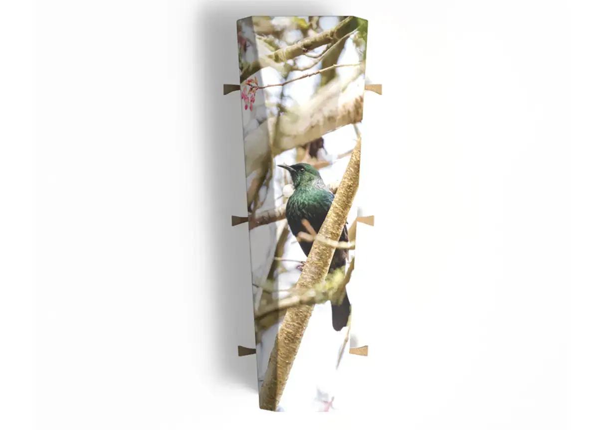 Animal and pet themed custom cardboard casket design in New Zealandv