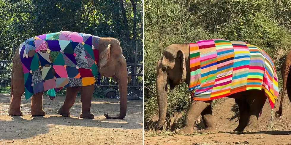 Elephants wearing handmade patchwork wool blankets at a sanctuary