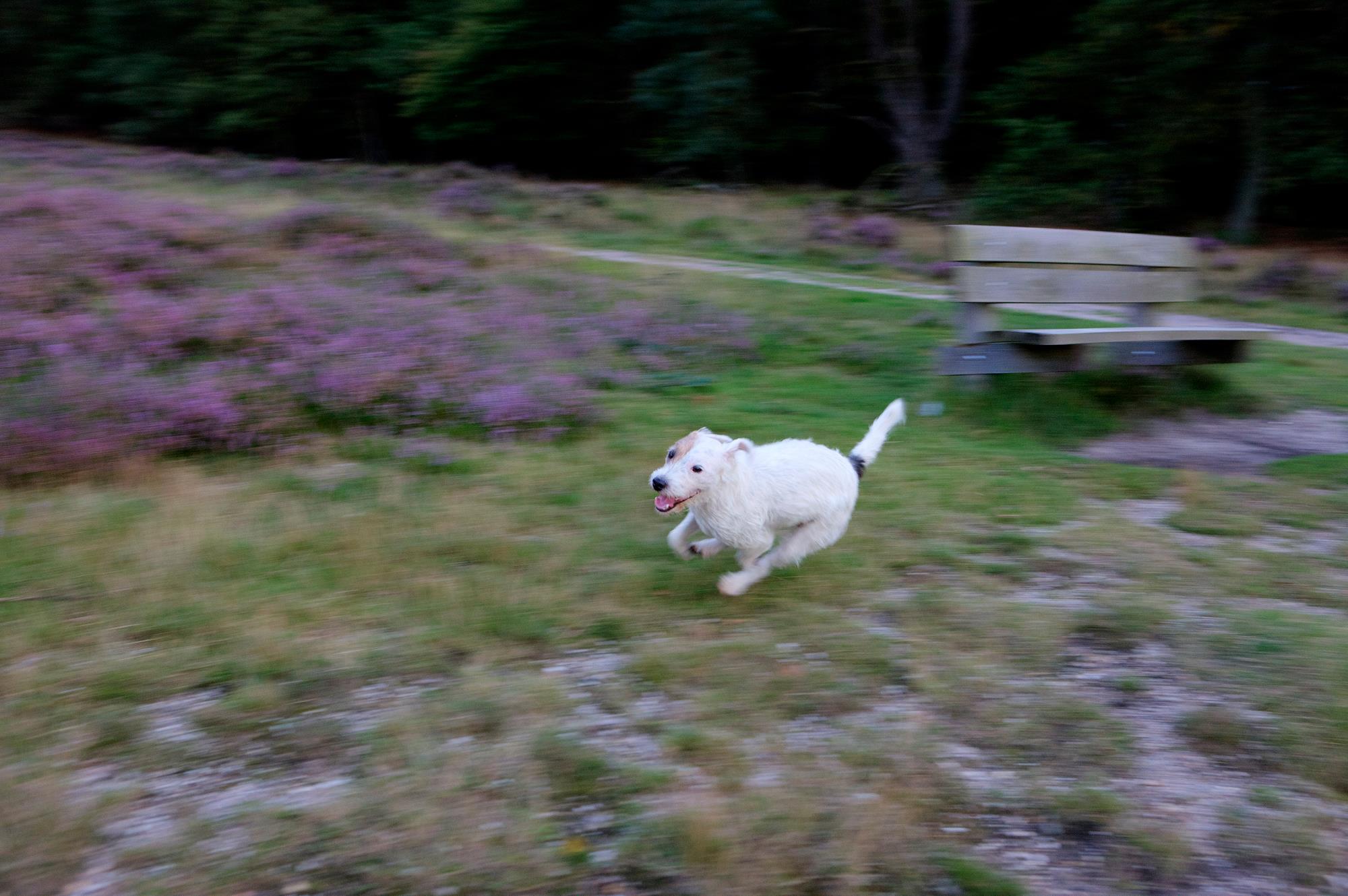 Bobby at fullspeed