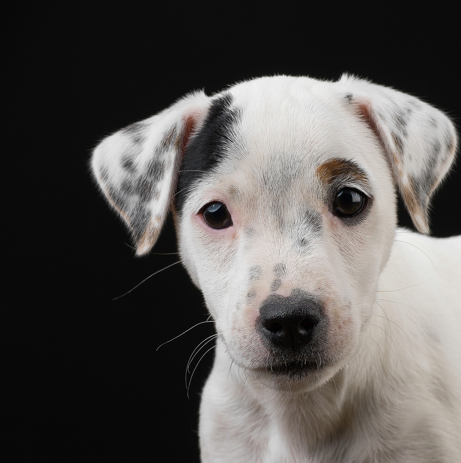 Penny @ 4 months