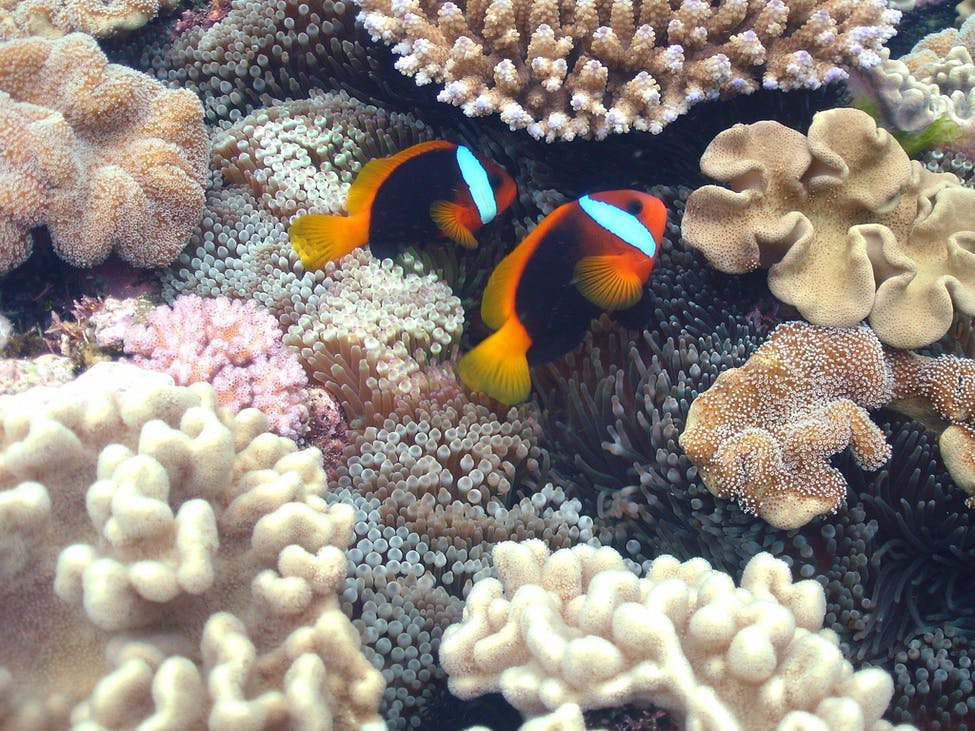 Monitor_coral_reefs.jpeg