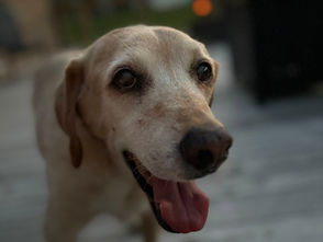 Remembering Remi