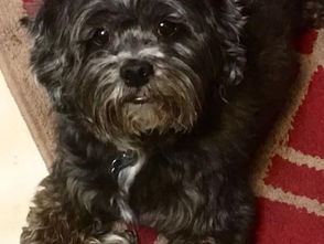 Remembering Jett