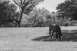 Grazing Fields