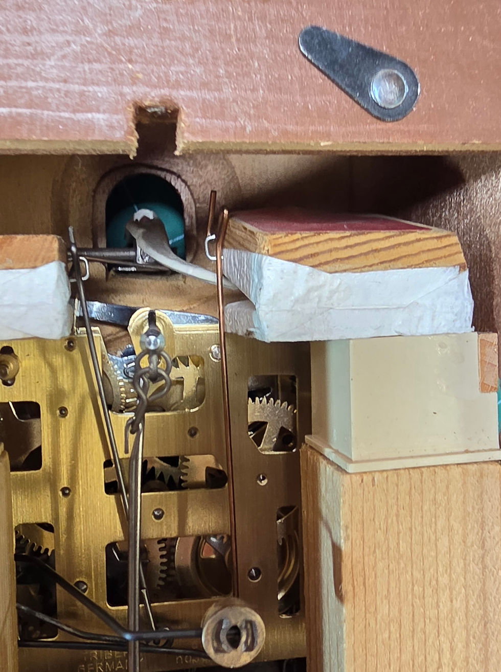Reasons your Cuckoo may stop working