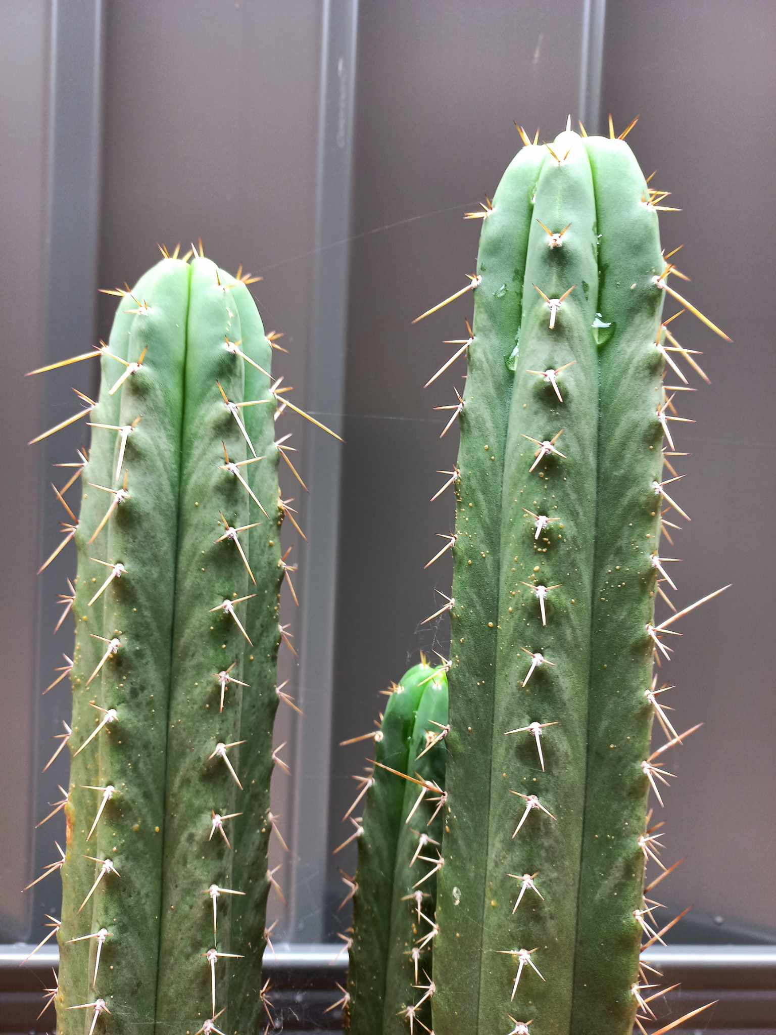 Trichocereus Bridgesii Cactus (Psycho0) Propagation Cutting 25cm