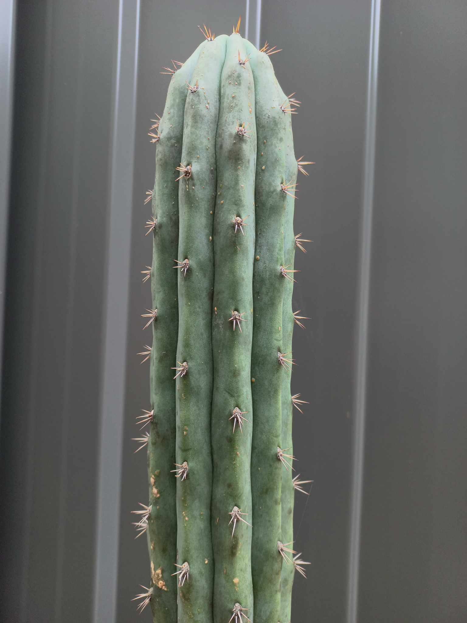 Trichocereus Peruvianus Cactus Propagation Cutting (25cm)