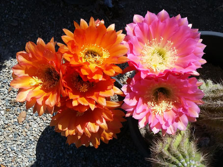 "Echinopsis Wonders: The Majestic Giants of the Cactus World"