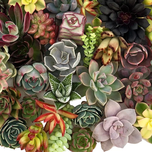 A beautiful array of darker coloured succulents, Darker colours are ranging from darker greens, darker pinks, darker purples, darker reds, darker yellows and more. The whole picture is filled with these fractal like shaped succulents.