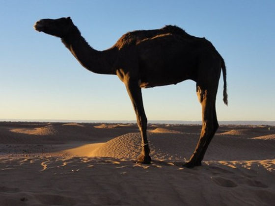 2012_Sarhro_Sahara_J09_03_s.jpg