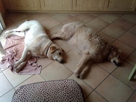 monchien06_s.jpg