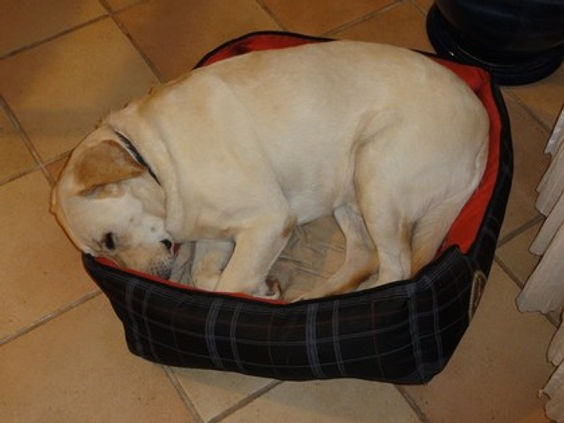 monchien09_s.jpg
