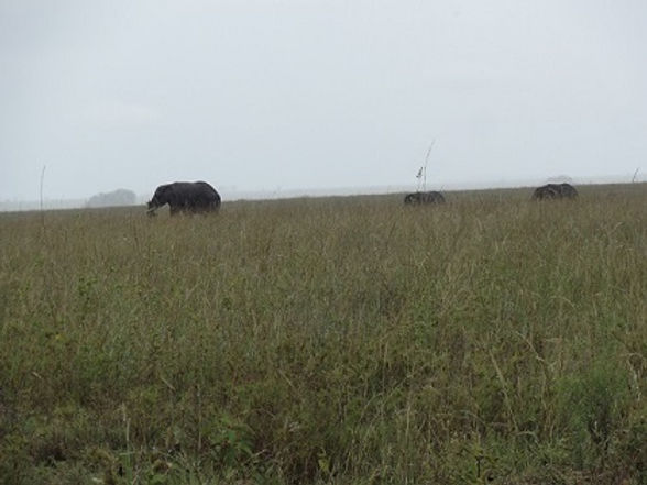 2014_Tanzanie_J12_06.jpg