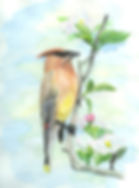 Cedar Waxwing